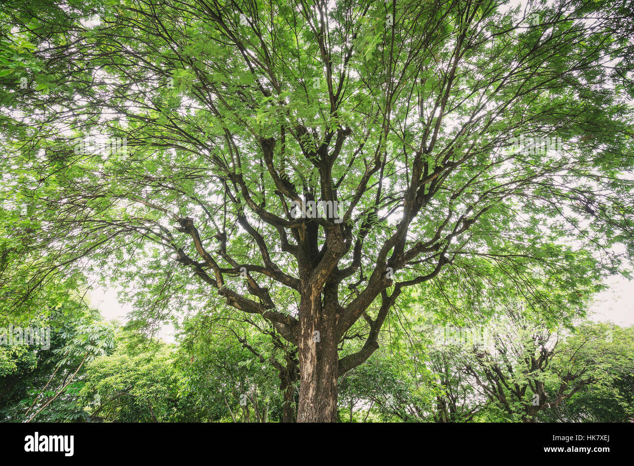 Up looking on big tamarind tree having wide expansion branches and fresh green leaves surround on top with bright sky as background. Stock Photo