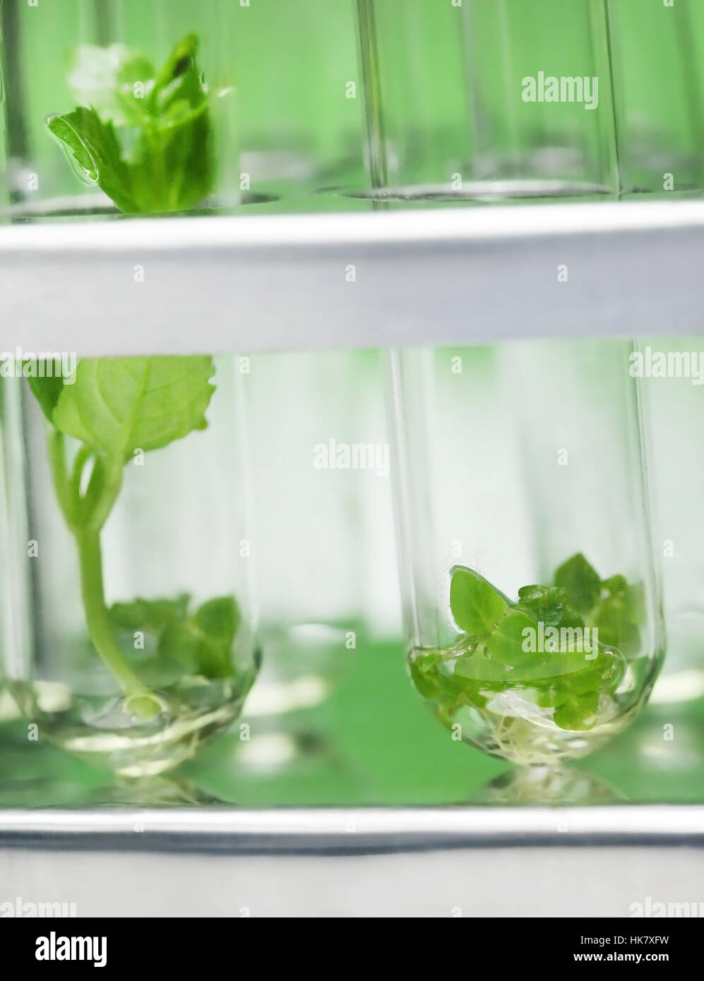 Tissue culture concept with plants in test tubes Stock Photo
