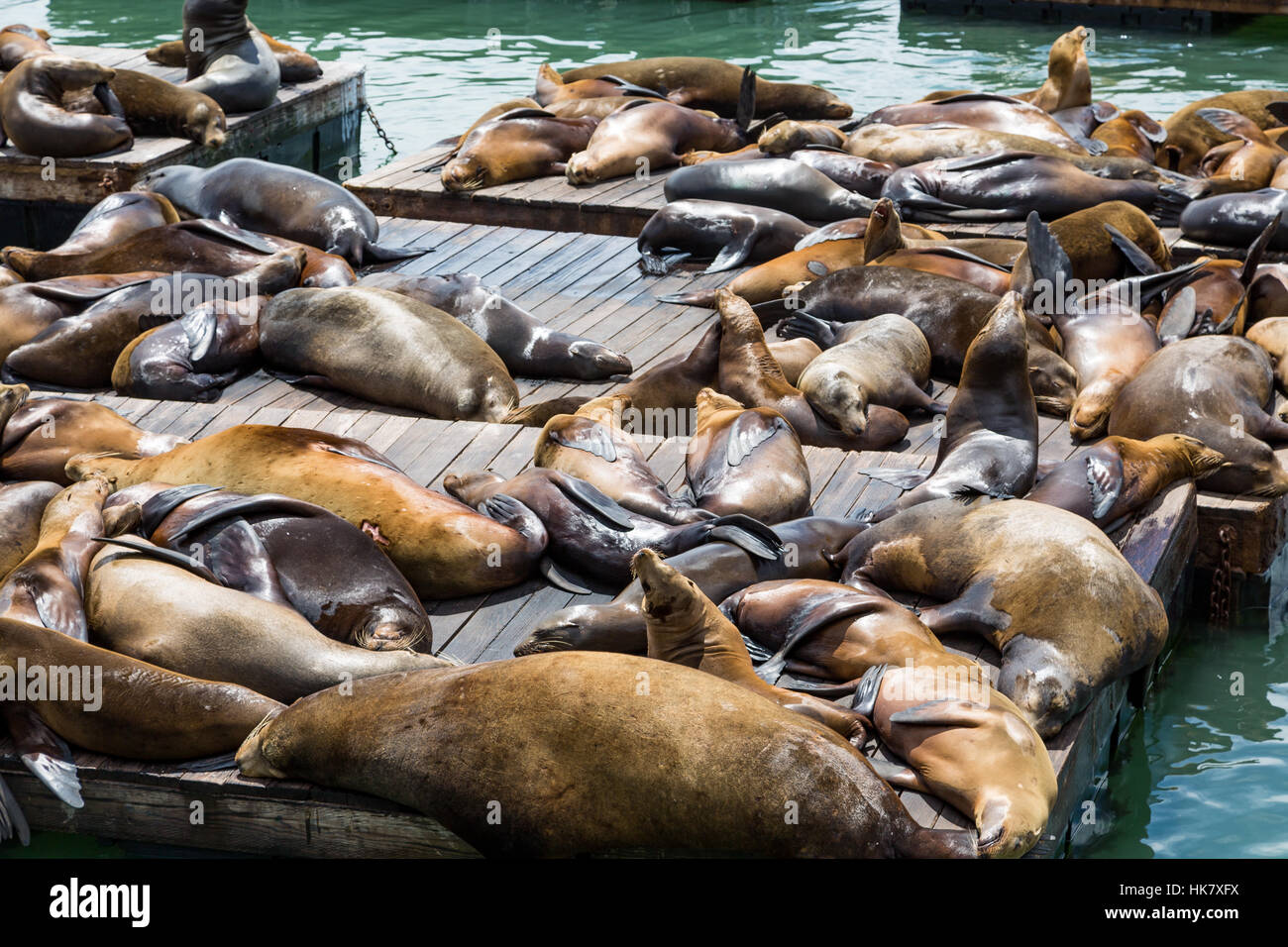 Crowds of seals and sea lions at Pier 39 in San Francisco Stock Photo