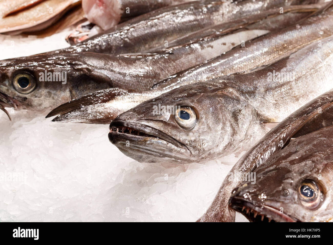 Fresh sea fish in ice on mercat de la boqueria Barcelona, Spain. Focus on head front fish. Stock Photo