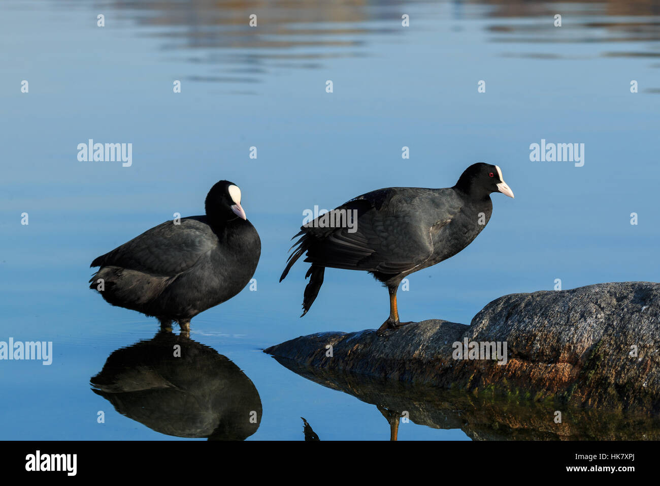 Eurasian coot on shallow water of lake Italy, Europe Stock Photo