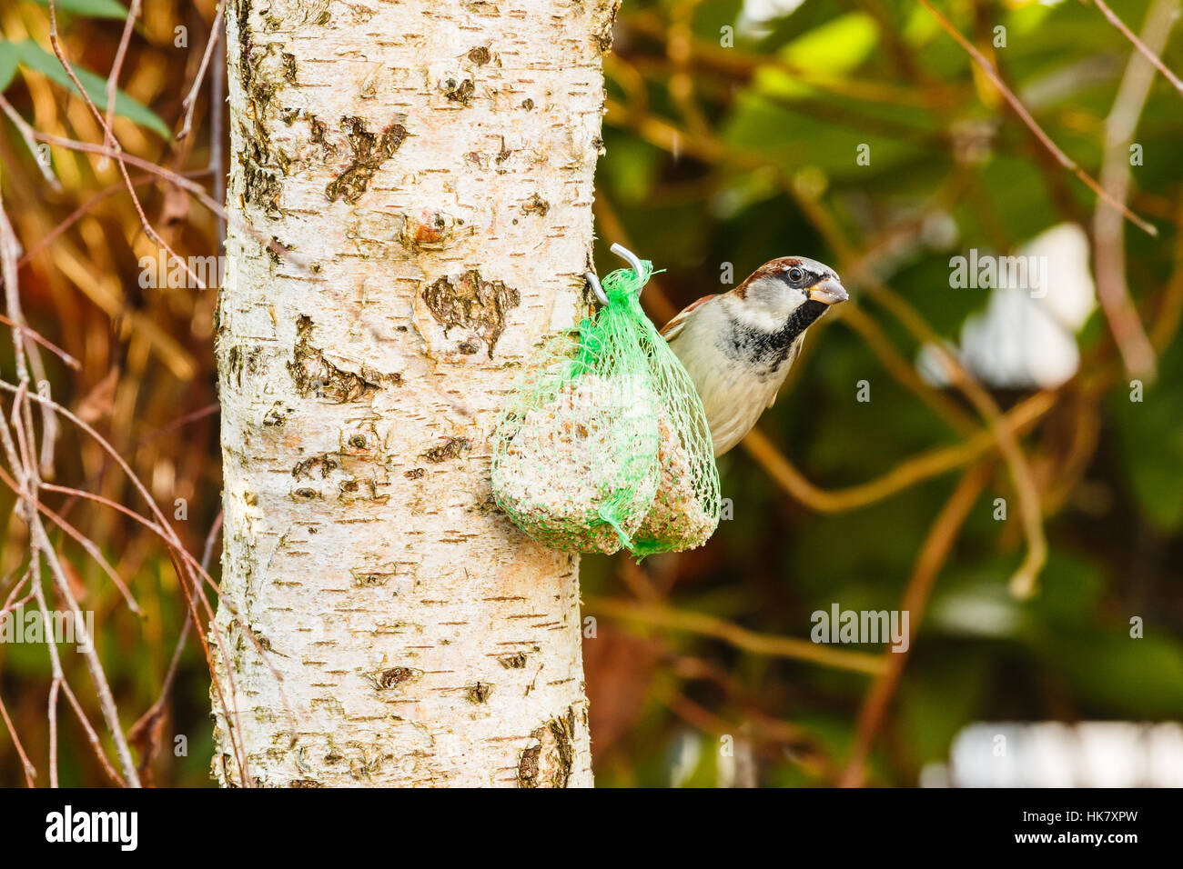 Common house sparrow feeding on fat ball with seeds in green net on birch tree in garden Stock Photo