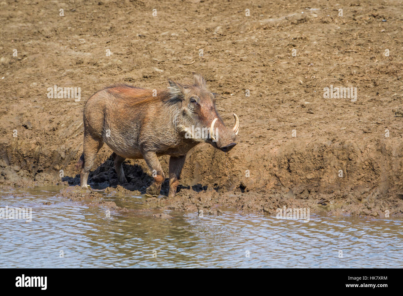 Common warthog in Kruger national park, South Africa ; Specie Phacochoerus africanus family of Suidae Stock Photo