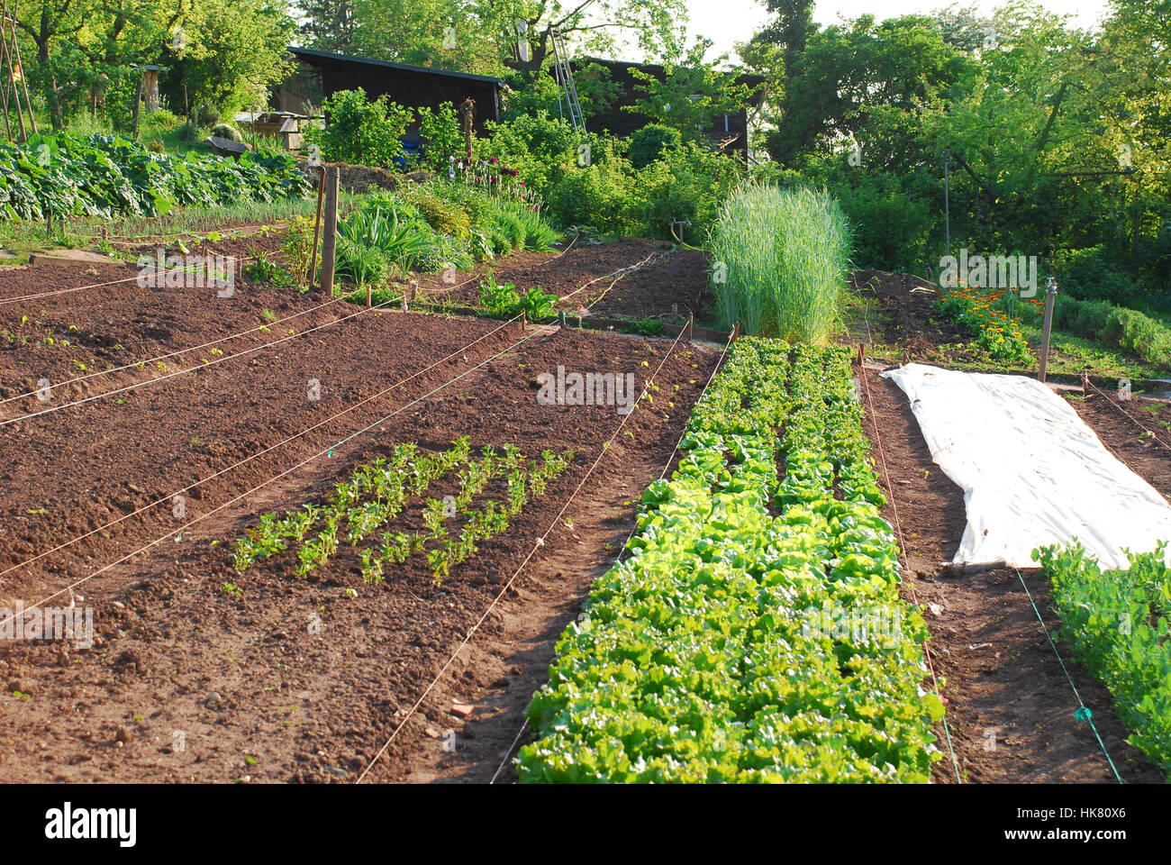 Young Seedlings And Freshly Prepared Patches In The Bio Garden Stock
