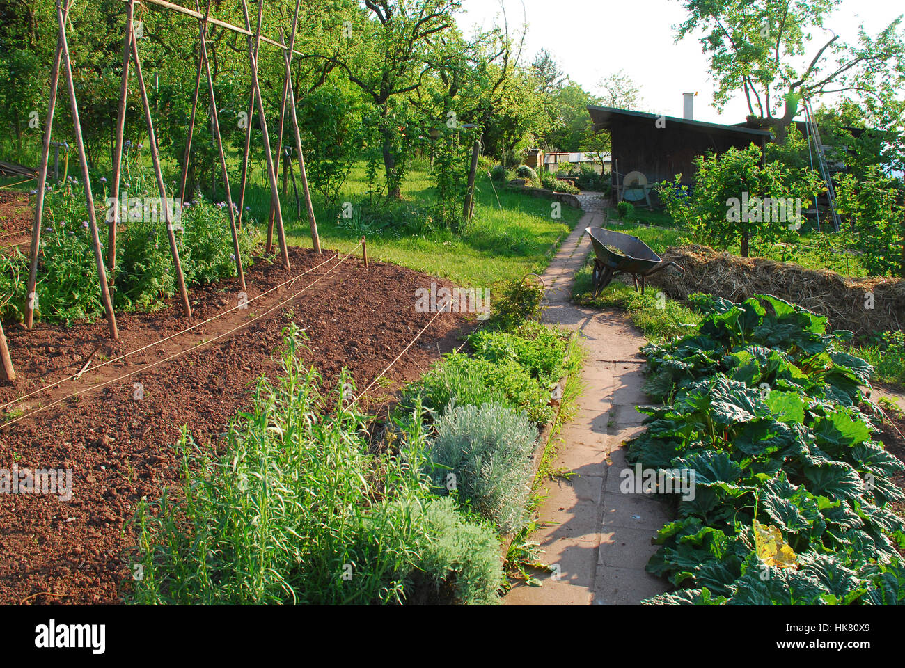 Herb Patch And Bean Bars In The Bio Garden Stock Photo 132327393