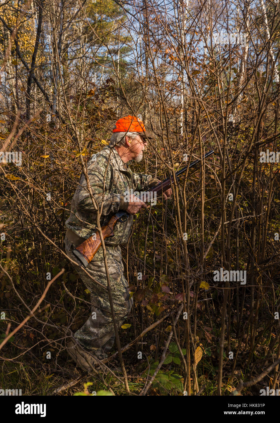Ruffed grouse hunting in autumn Stock Photo Alamy