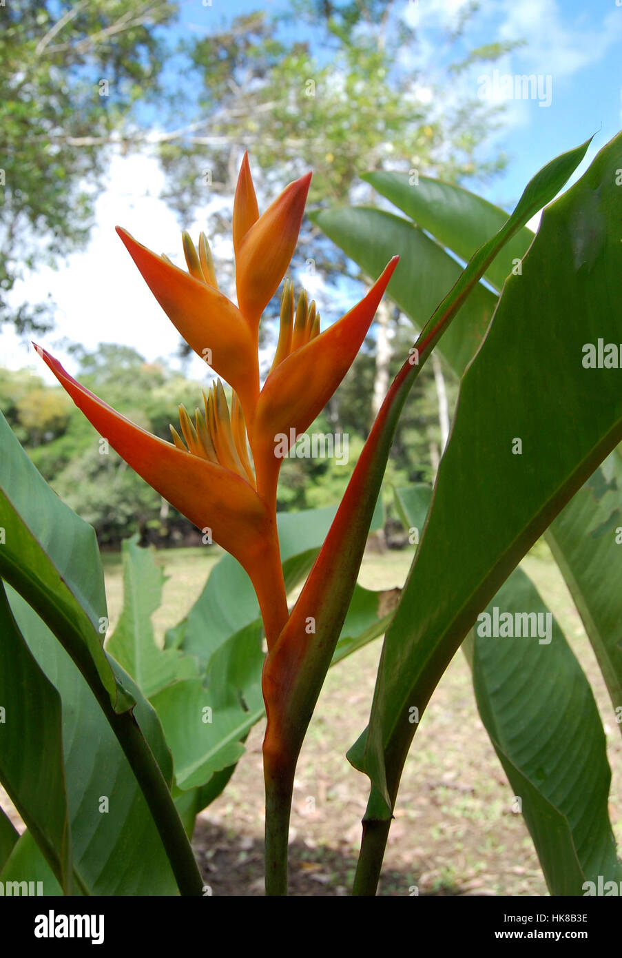 Heliconia flower large Stock Photo - Alamy