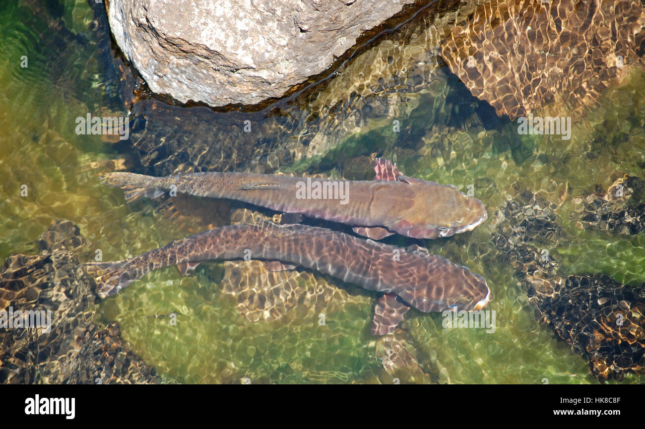 park, fish, stream, habitat, national, eggs, salmon, spawn, spawning