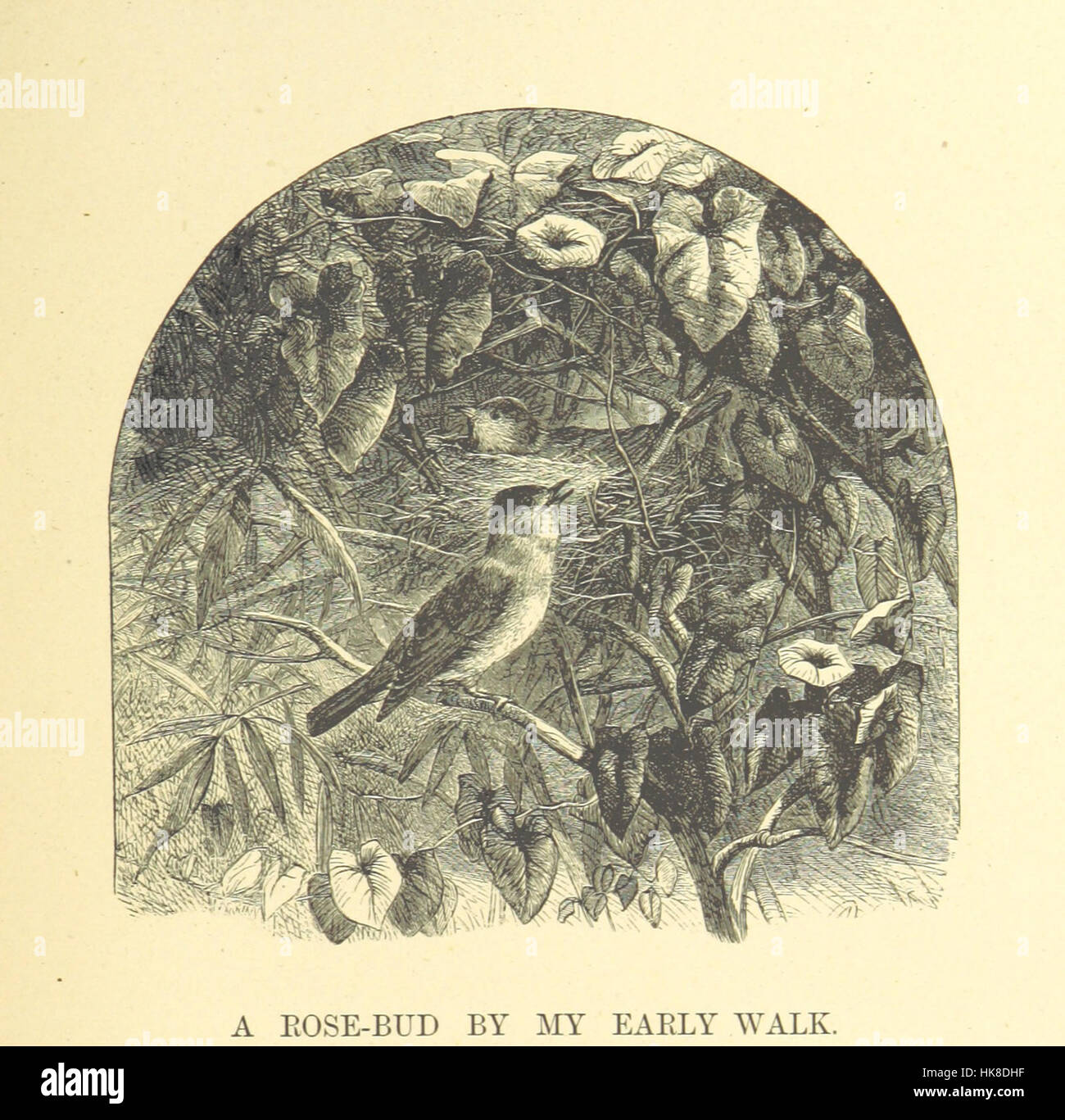 Image from 'The Illustrated Family Burns,' documenting the life and ...