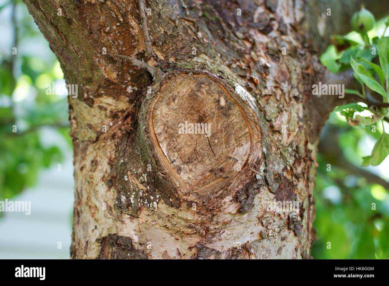 tree, wood, apple tree, branch, vein, tree-cutting, wood structure ...