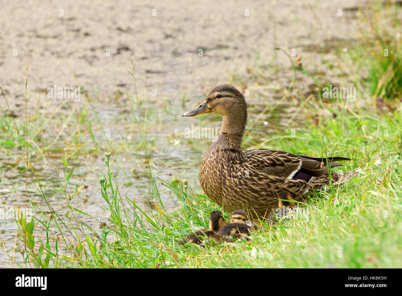animal, wild, birds, zoo, duck, mother, mom, ma, mommy, protect, protection, Stock Photo