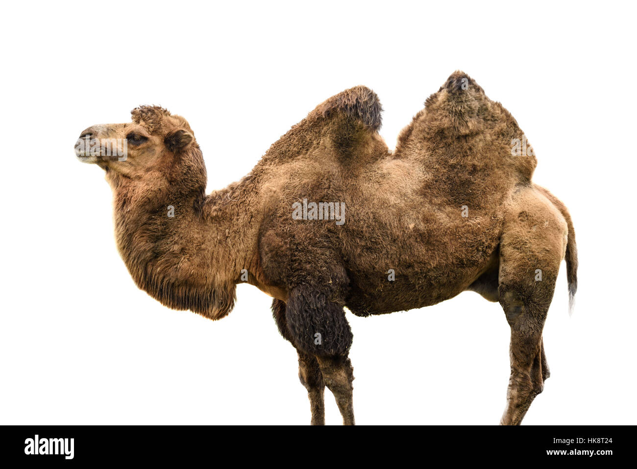 Full body camel portrait, isolated on white Stock Photo Alamy
