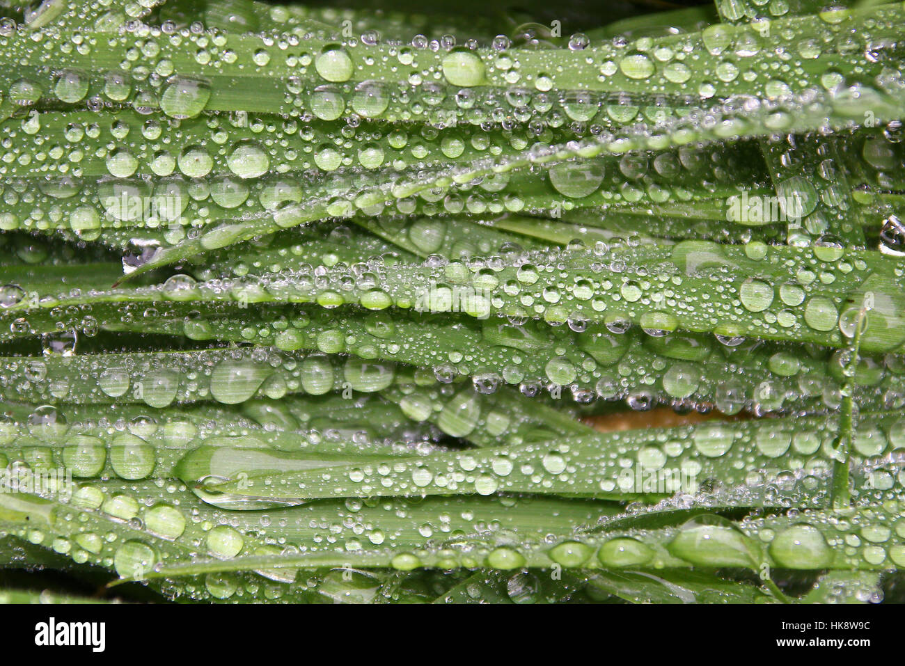 leaf, raindrop, dewdrop, blades of grass, blade of grass, grass, meadow, lawn, Stock Photo