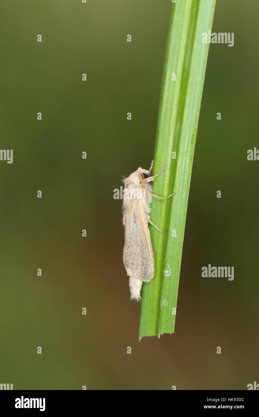 Reed Leopard (Phragmataecia castaneae), a local and scarce UK moth, largely confined to the Norfolk Broads, perched on a stem Stock Photo