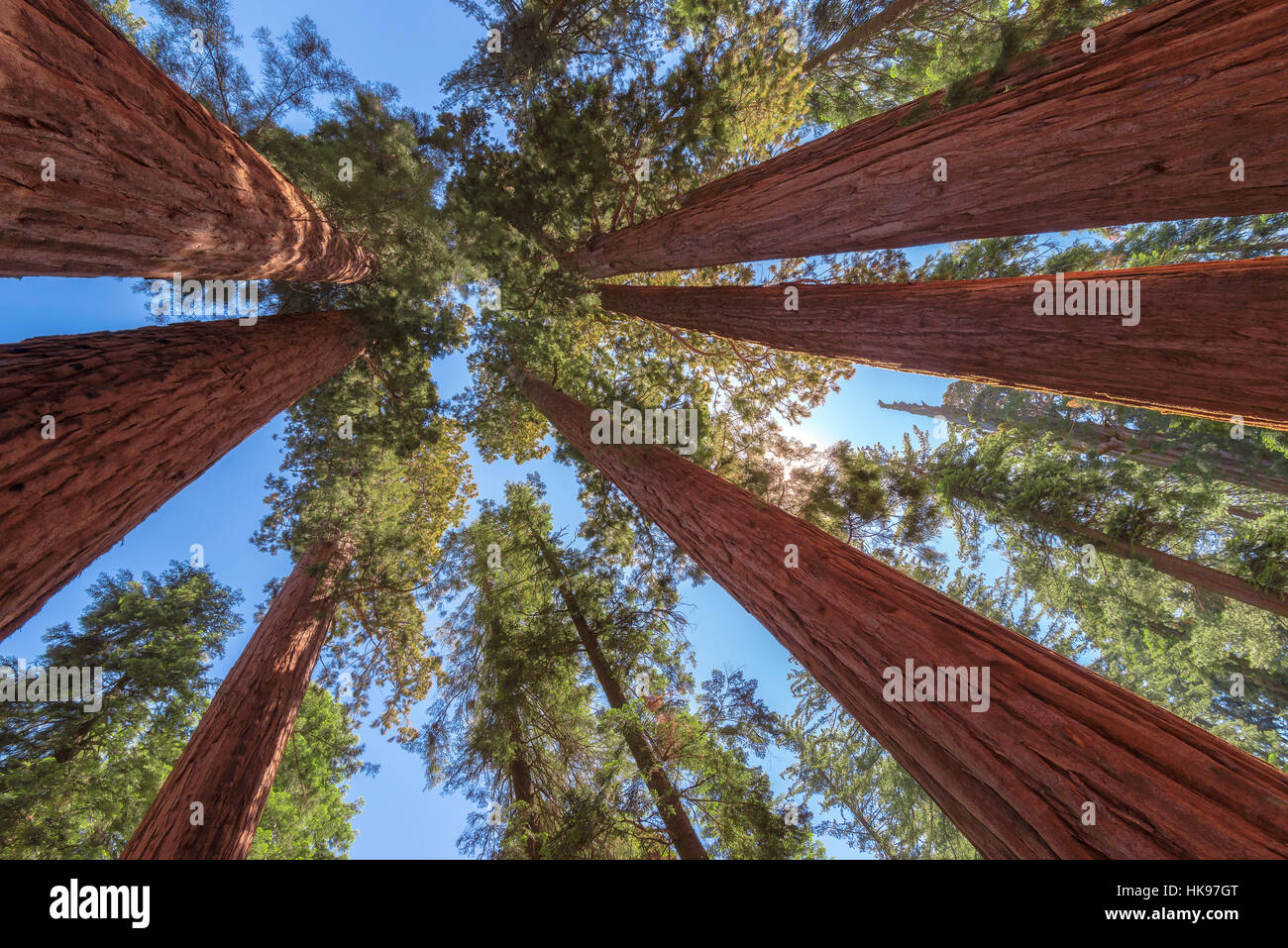 Giant Sequoia tree closeup in Sequoia National Park Stock Photo