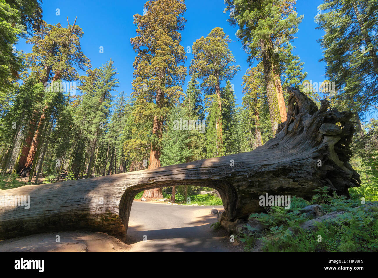 Sequoia National Park, California Stock Photo