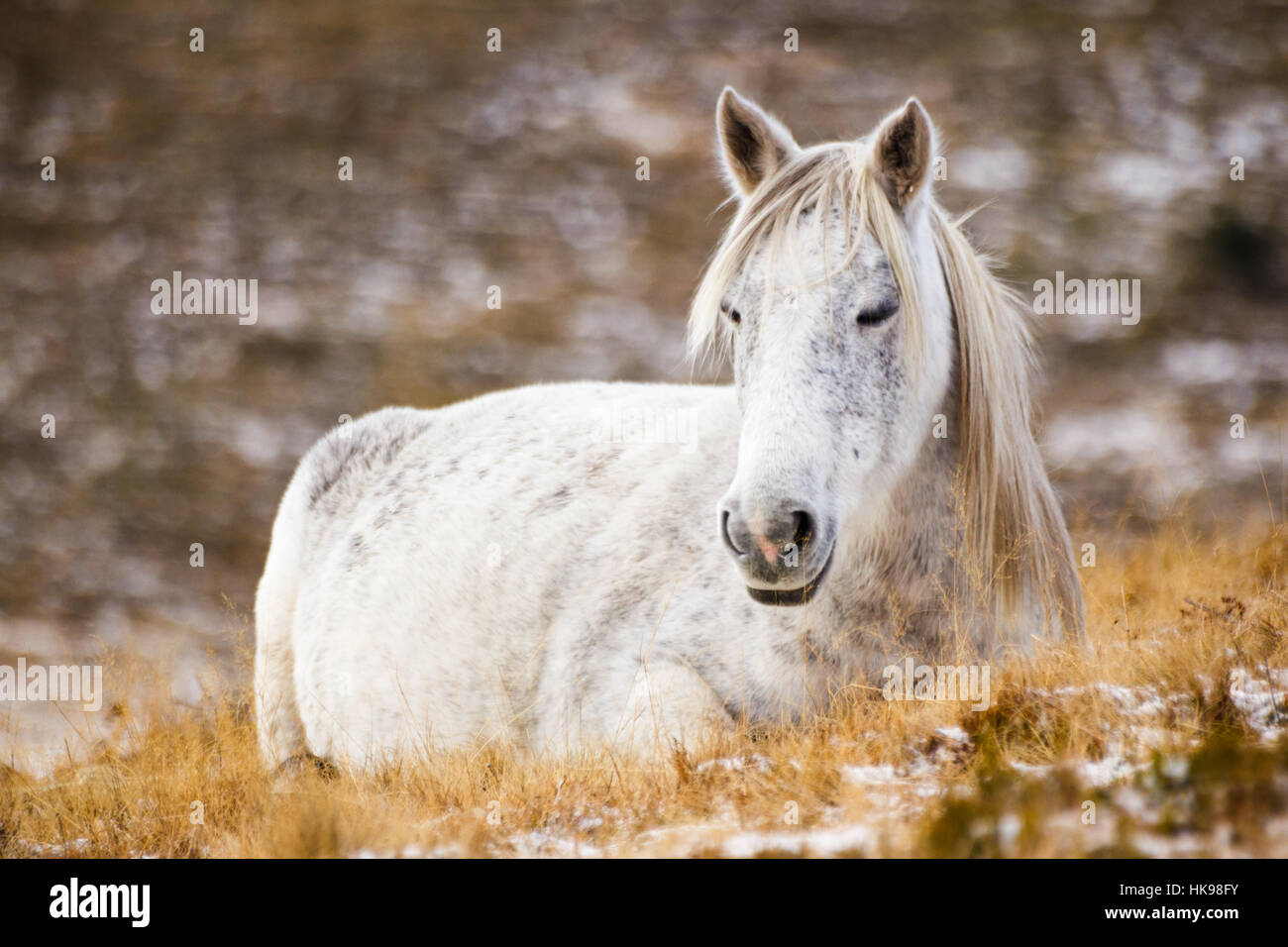 Wild white mustang horse, resting in a snowy field Stock Photo