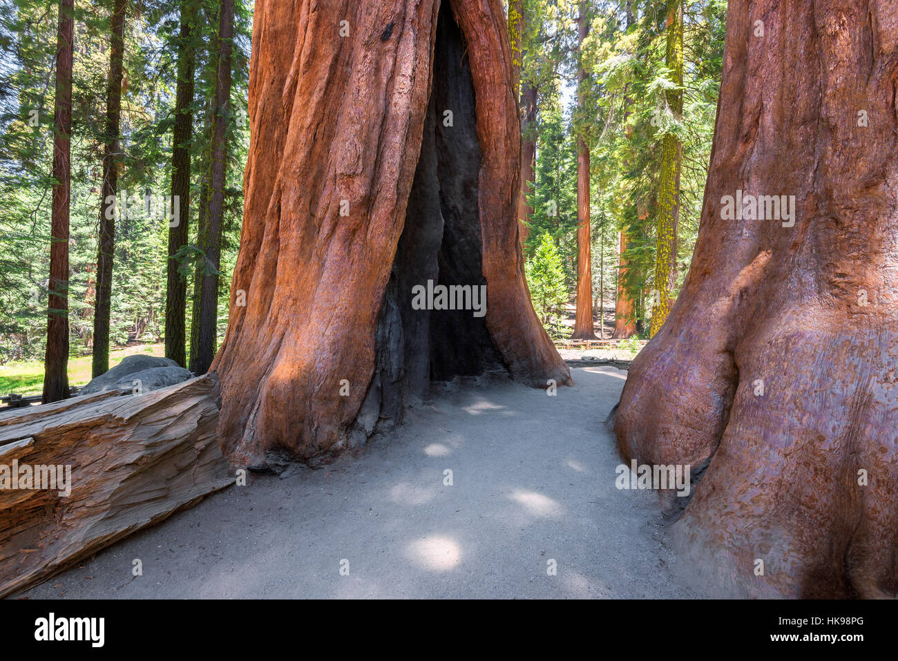 Sequoia trees in Sequoia National Park, California Stock Photo