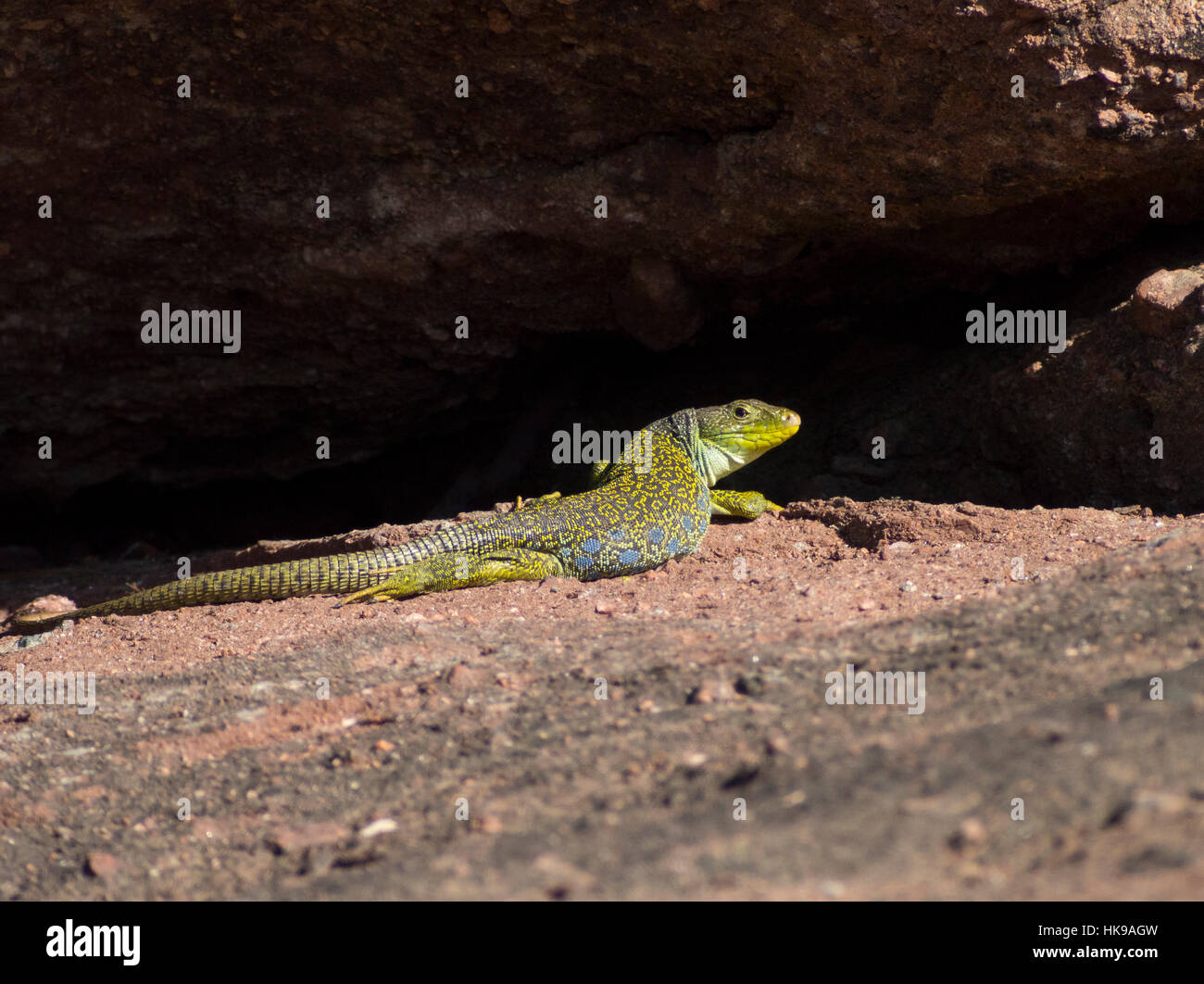 Timon lepidus  on a rock Stock Photo