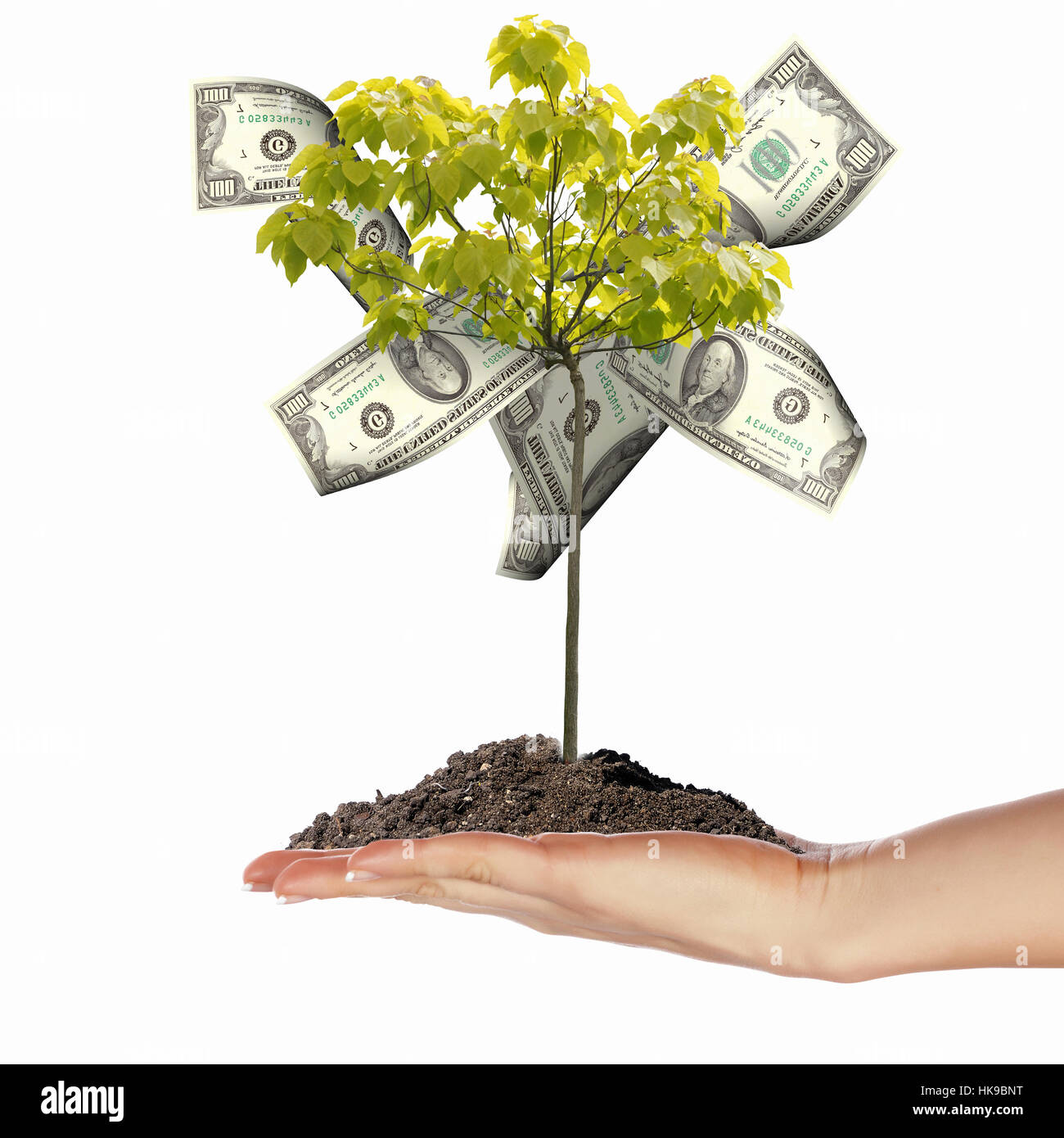 Money Tree with cuts on his hand of man. a symbol of financial success ...