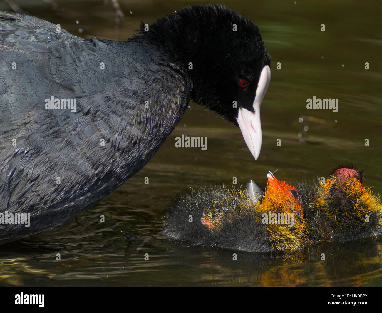 Eurasian Coot feeding her chick. Stock Photo