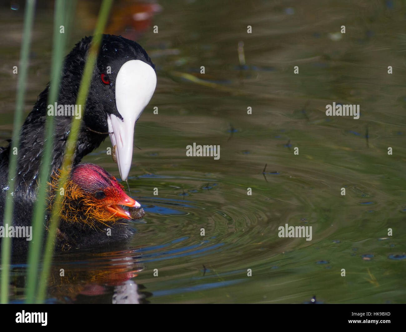 Eurasian Coot feeding her chick with a shrimp. Stock Photo