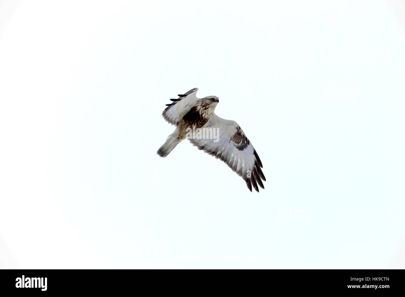 Buteo lagopus, Rough-legged Buzzard  flying against sky in winter. The large hawk is protected, endangered in Finland. Stock Photo
