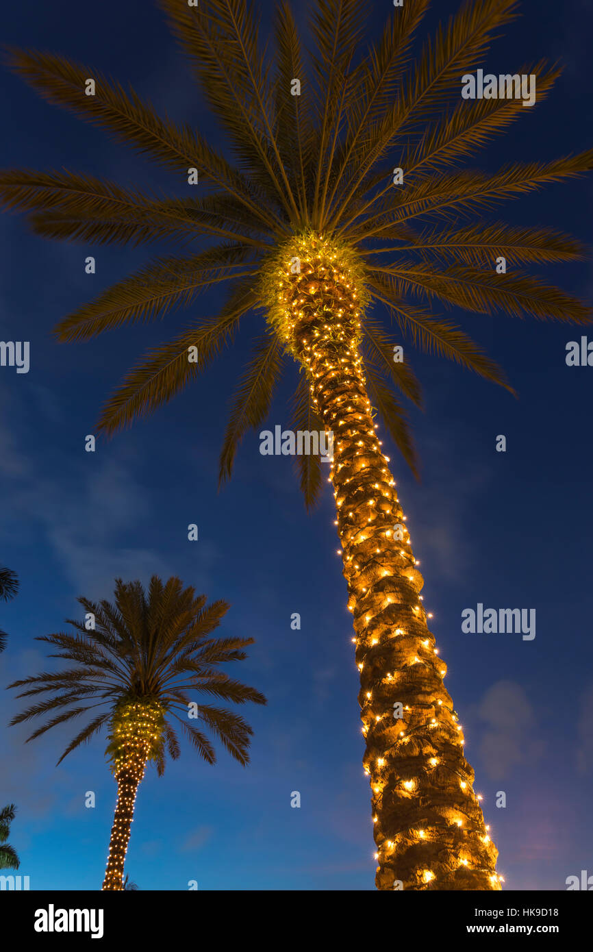 Palm trees with christmas lights hires stock photography and images