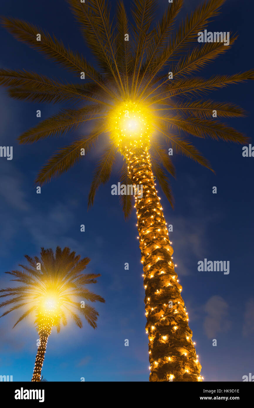 Palm trees decorated christmas lights hires stock photography and