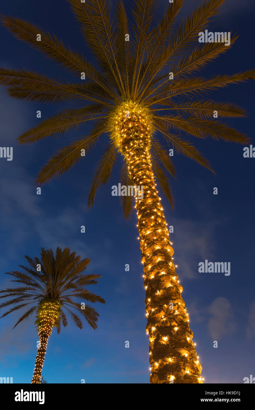 Palm trees with christmas lights hires stock photography and images