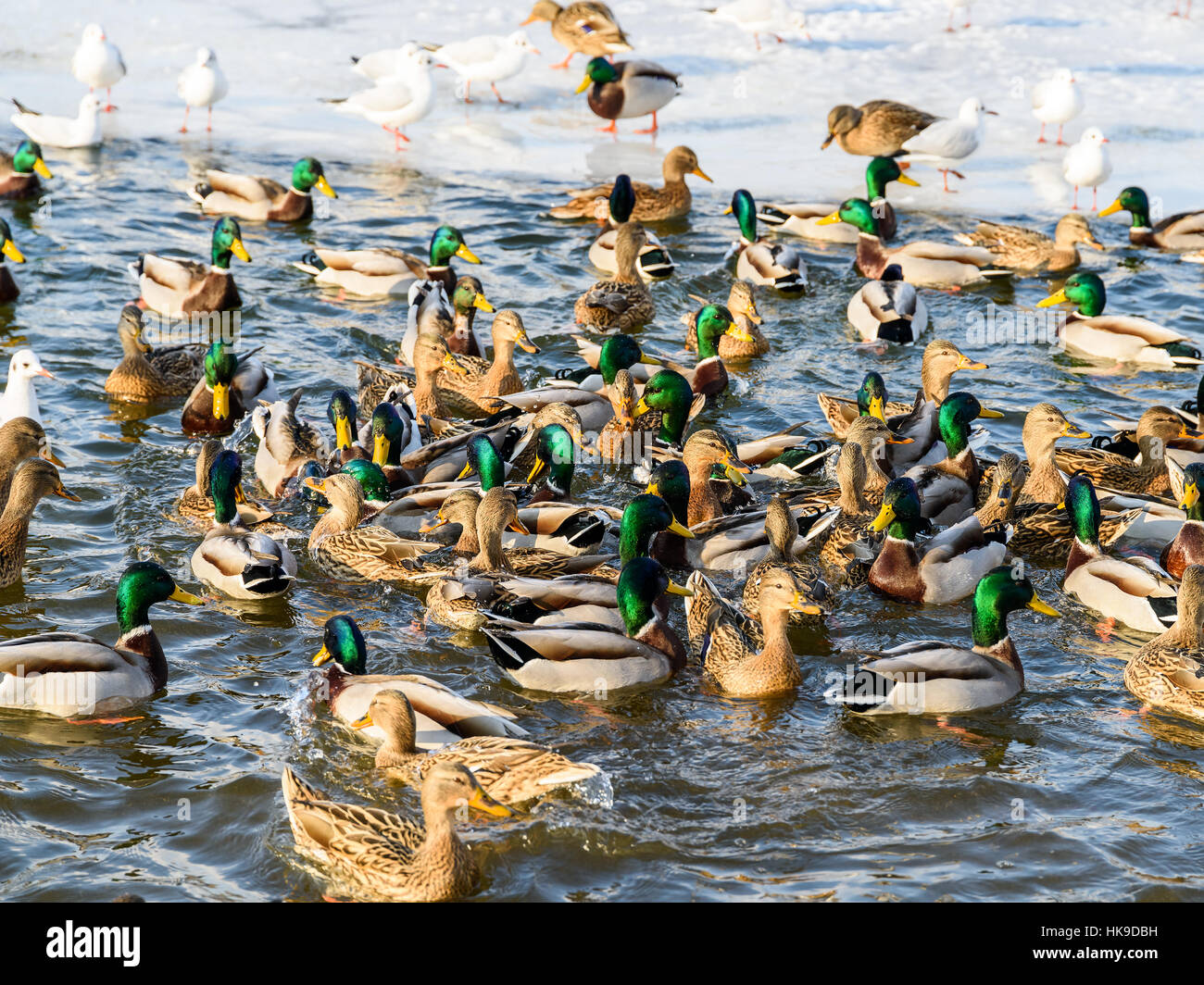 Wild Ducks And Seagulls On Water In Winter Stock Photo