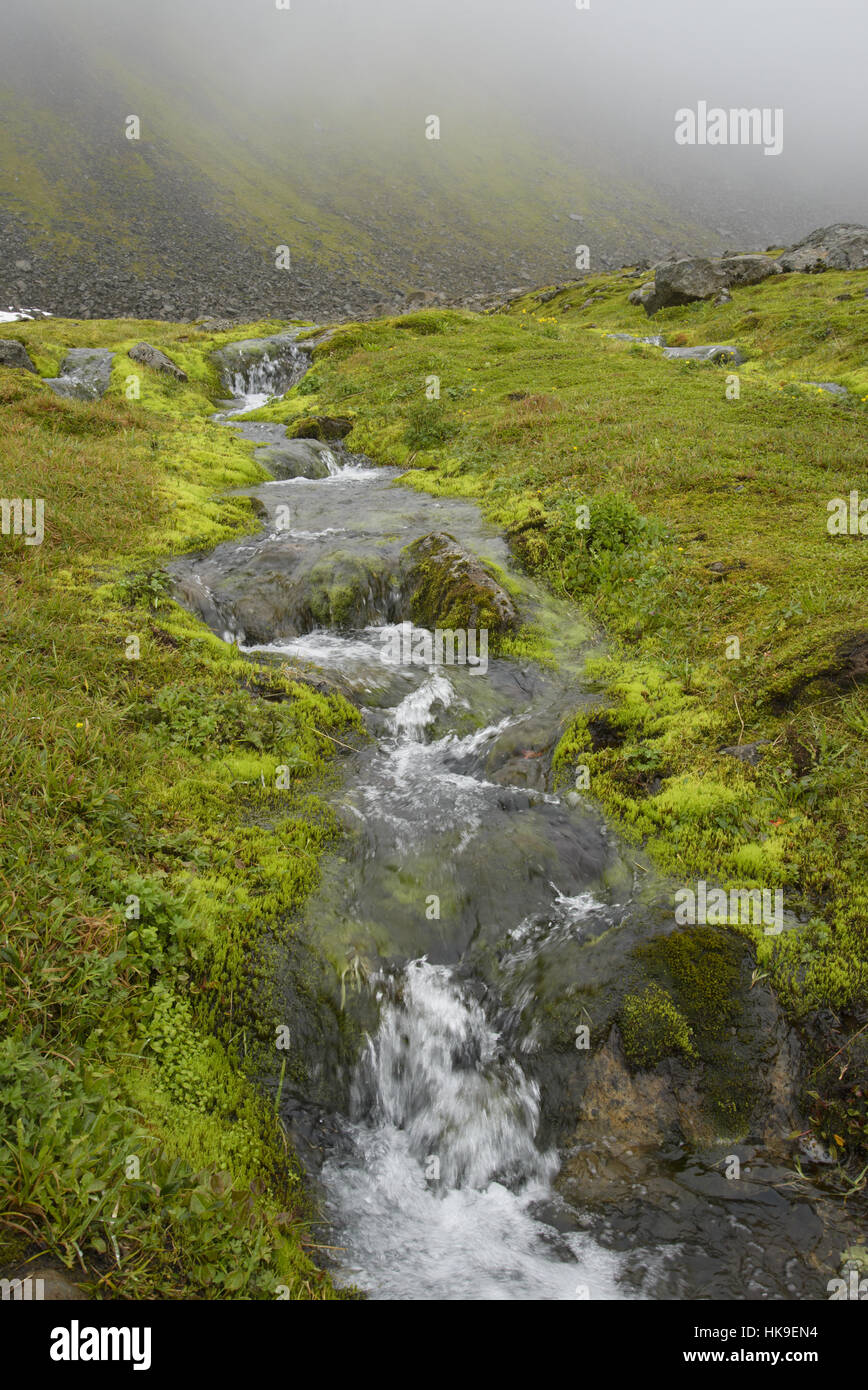 Hornvik, Hornstrandir, Iceland. July 2015 Stock Photo