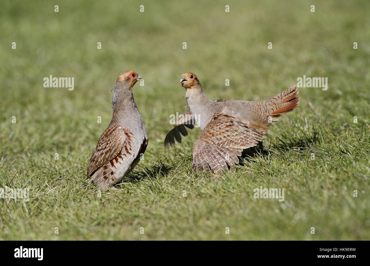 Grey Partridge (Perdix perdix) Two adults in territorial fight ...