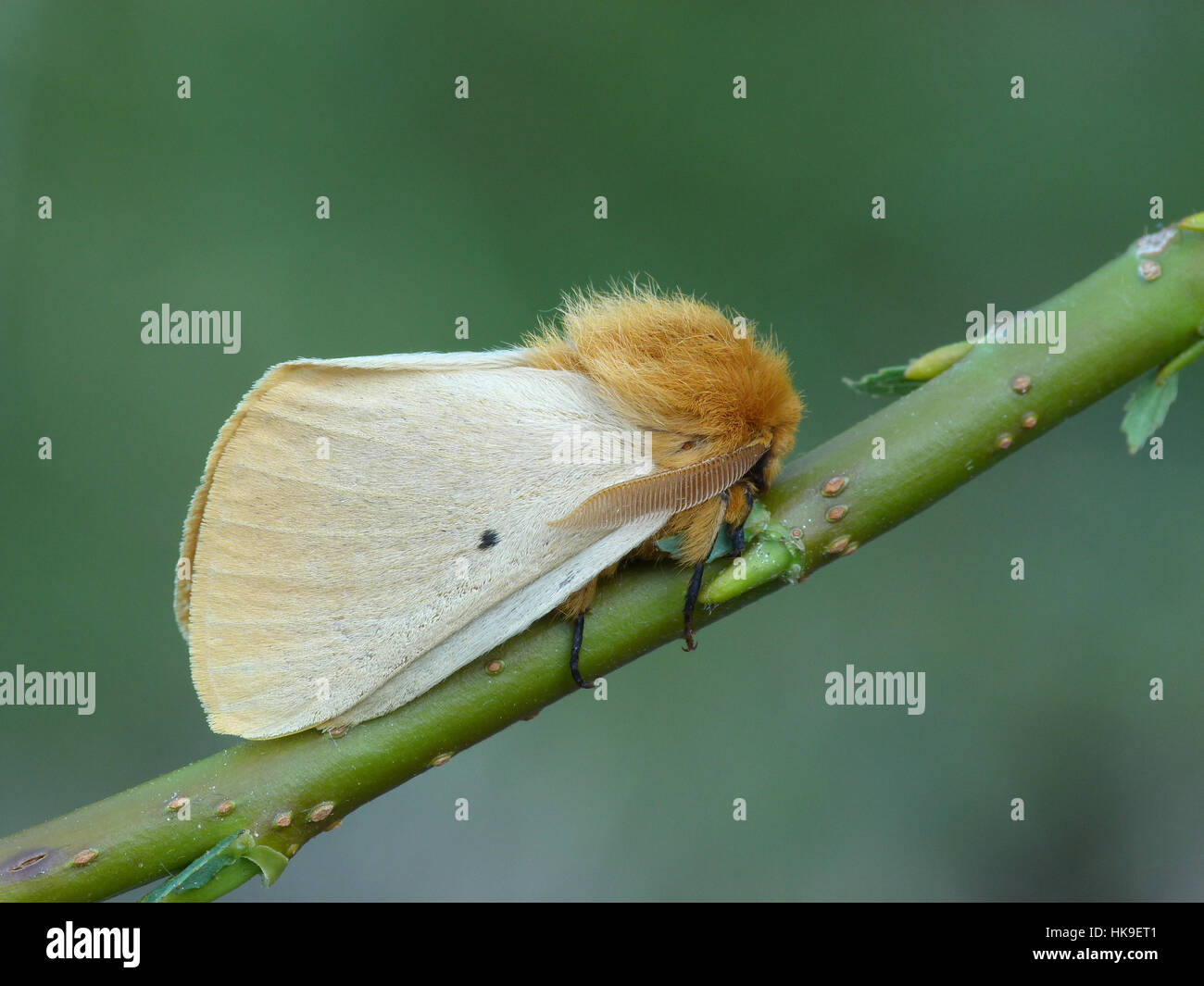 Autumn Silkworm Moth (Lemonia taraxaci) Adult resting on willow stem, Formazza Valley, Piedmont,Italian Alps, July 2015 Stock Photo