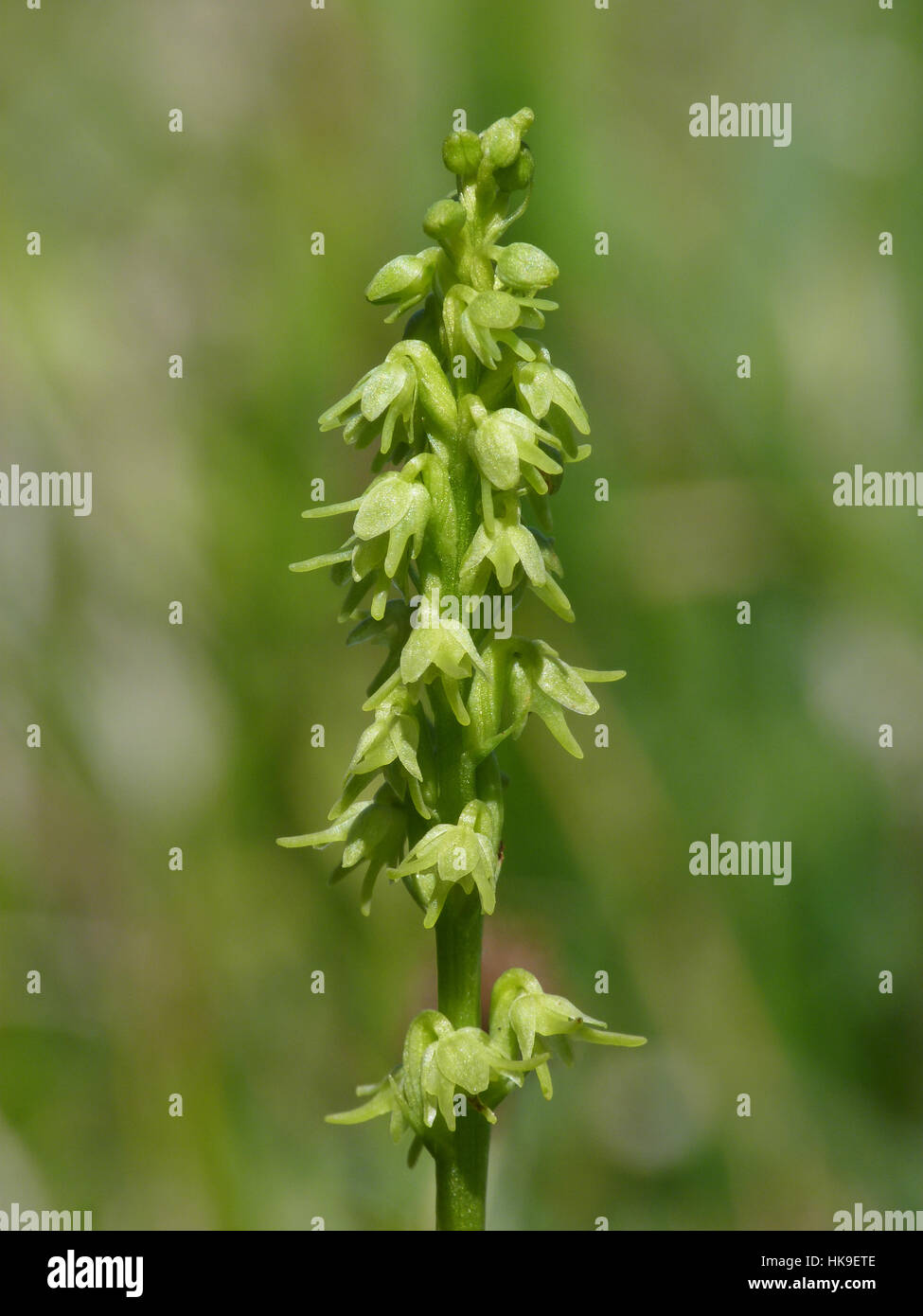 Musk Orchid (Herminium monorchis) Close up of flower spike, Gloucestershire, June 2015 Stock Photo