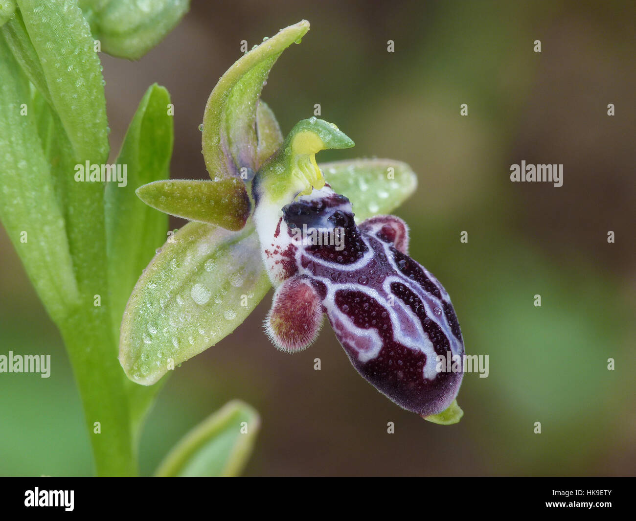 Cyprus Bee Orchid (Ophrys Kotschyi) Close up of flower, Cyprus, March 2015 Stock Photo