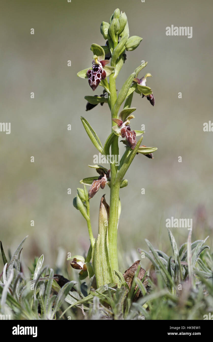 Cyprus Bee Orchid (Ophrys Kotschyi) Close up Full plant, Cyprus, March 2015 Stock Photo