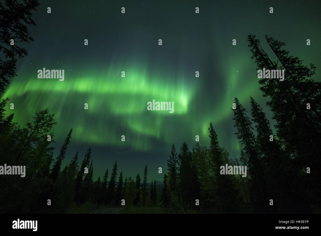 Aurora Borealis and stars over coniferous forest, Muonio, Lapland, Finland, September Stock Photo