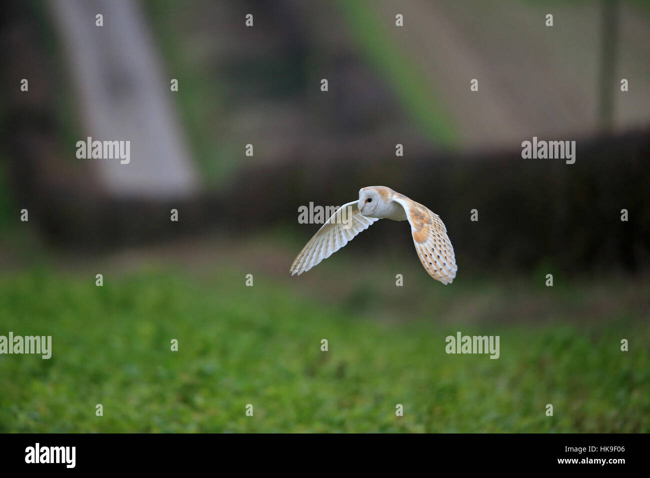 Barn Owl (Tyto alba) adult hunting hedgerow & setaside flying Choseley Norfolk UK GB February 2016 Stock Photo