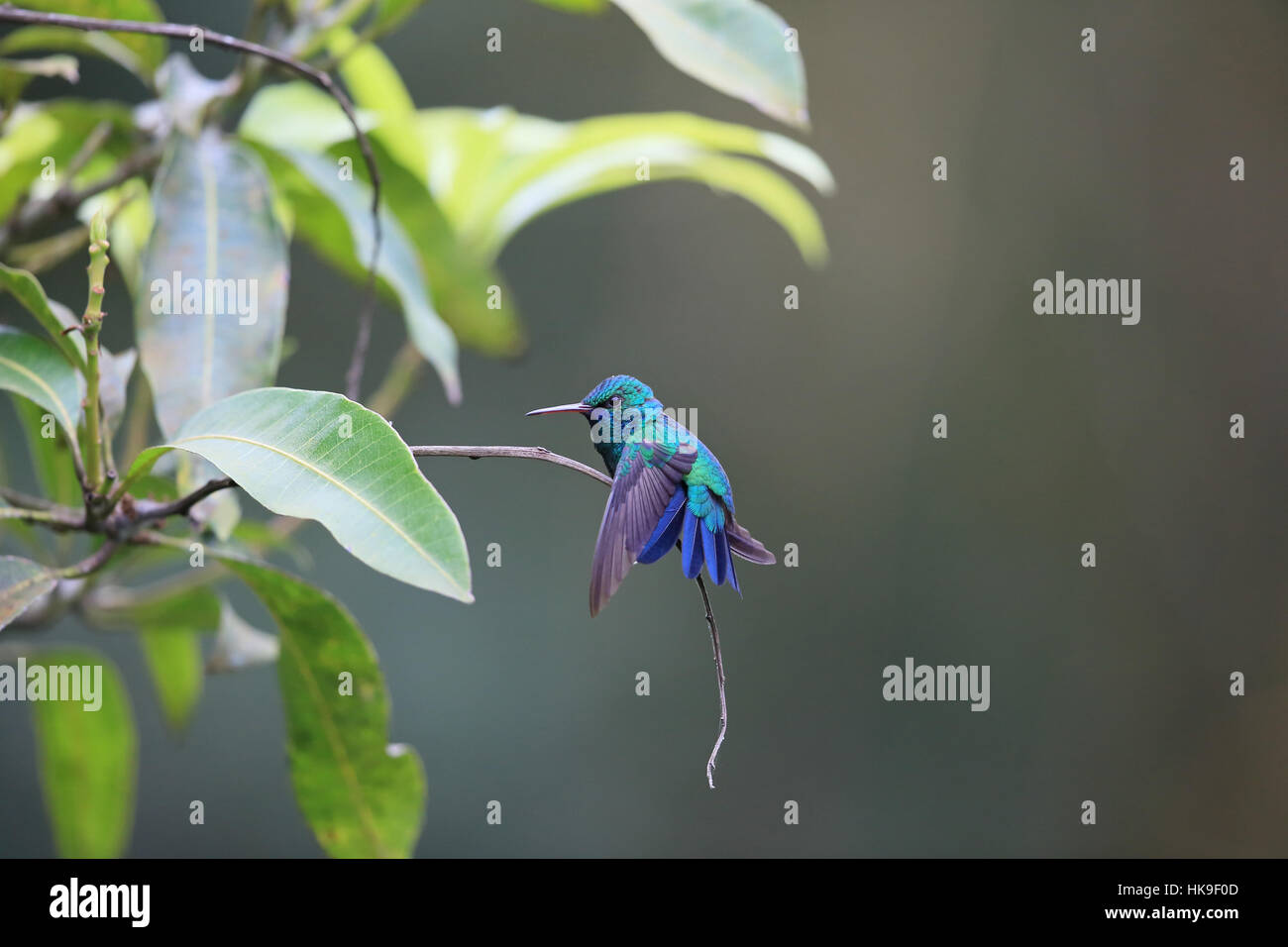 Blue-chinned Sapphire (Chlorestes notatus) adult wing & tail stretching Asa wright Trinidad and Tobago April 2016 Stock Photo