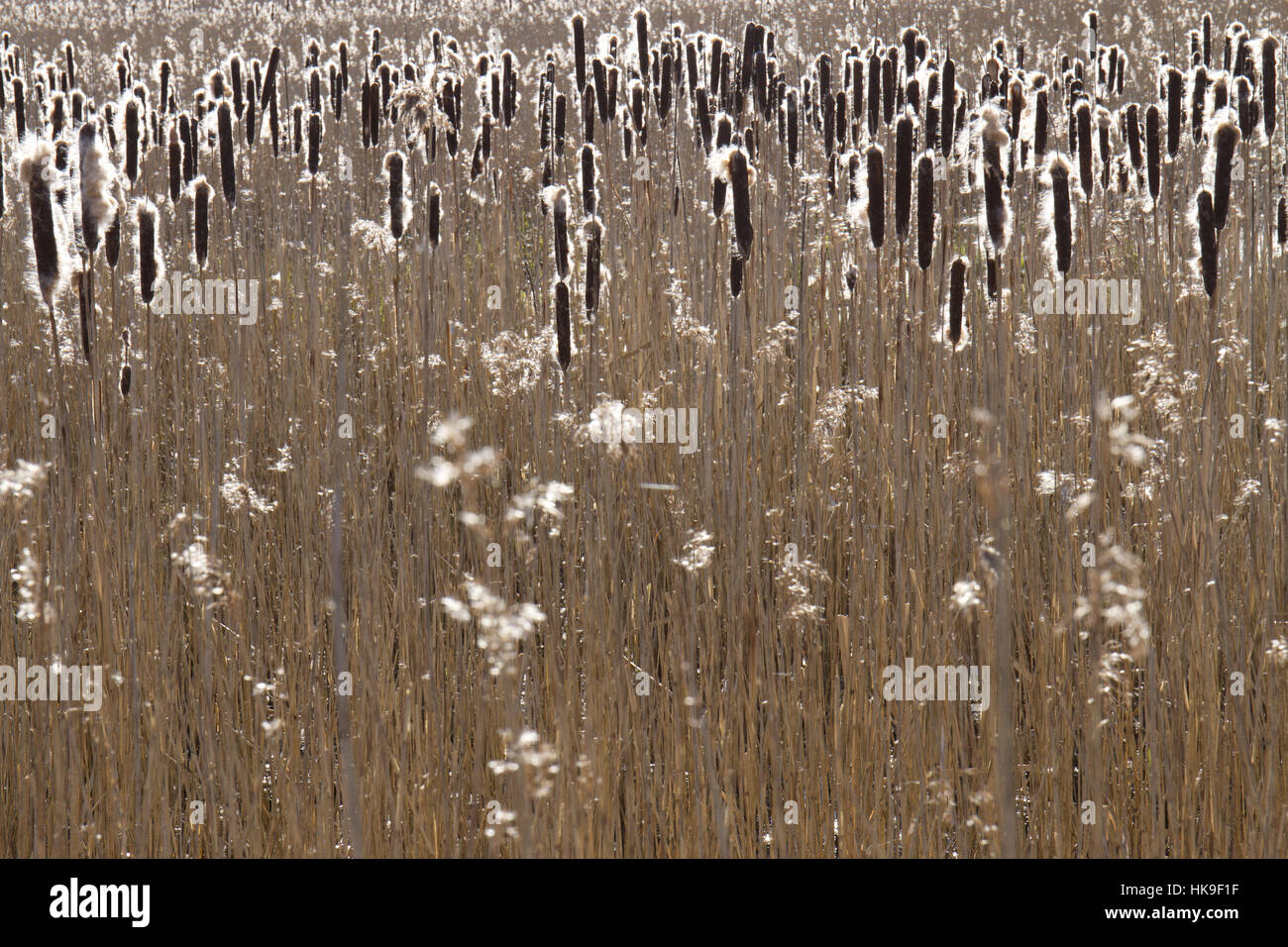 Common Bulrush (Typha latifolia) seedheads in a reedbed. Leighton Moss RSPB Nature Reserve. Lancashire, England. March.  Common Reed (Phragmites austr Stock Photo