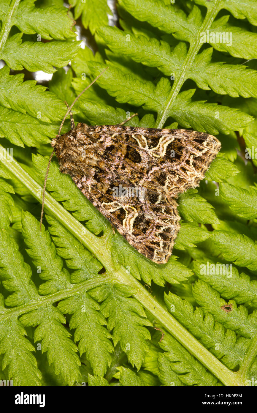 The Campion (Sideridis rivularis) adult moth resting on fern leaves ...