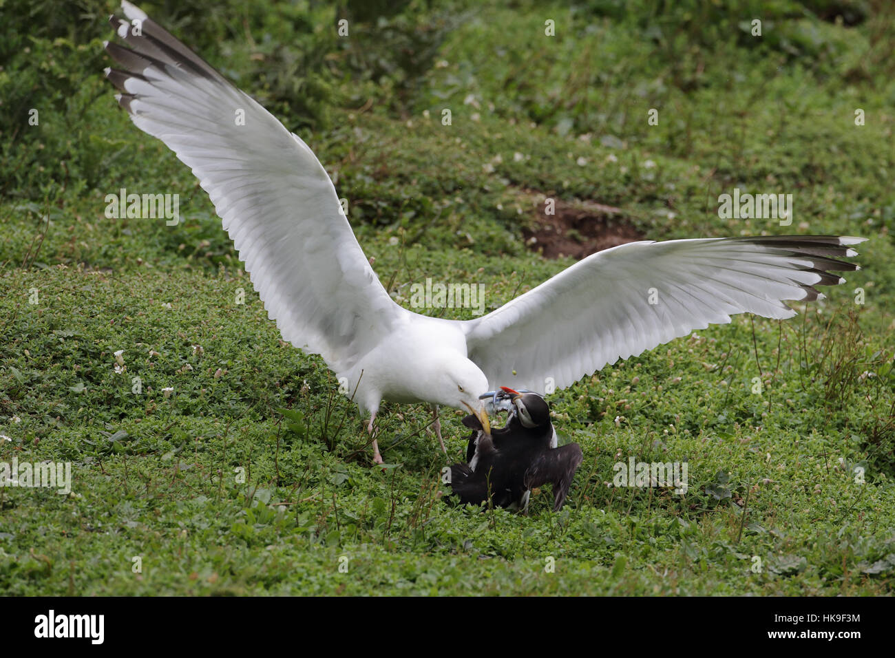 Aggressive seagull hi-res stock photography and images - Page 9 - Alamy