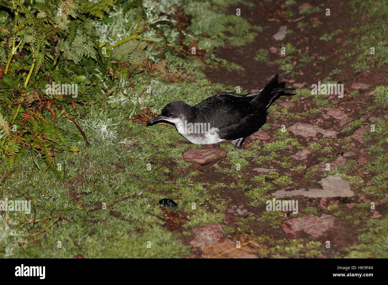 Manx shearwater (Puffinus puffinus) Adult, having just landed on path near to its nest burrow.  June. Moonless night.  Skokholm Island. Pembrokeshire Stock Photo
