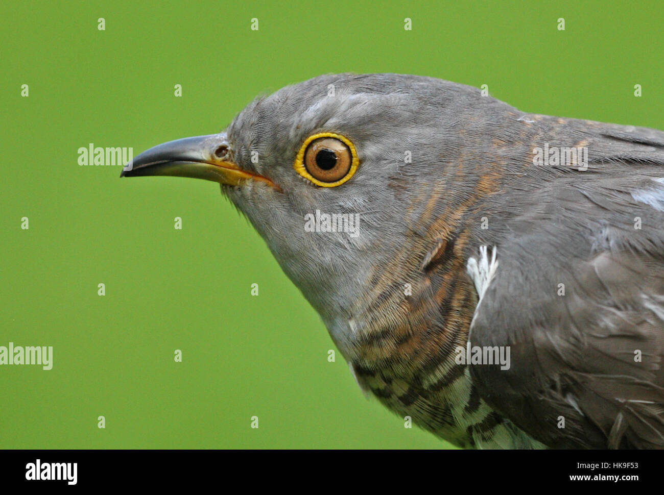 Common Cuckoo (Cuculus canorus canorus) close up of head of adult female Eccles-on-sea, Norfolk, UK May Stock Photo