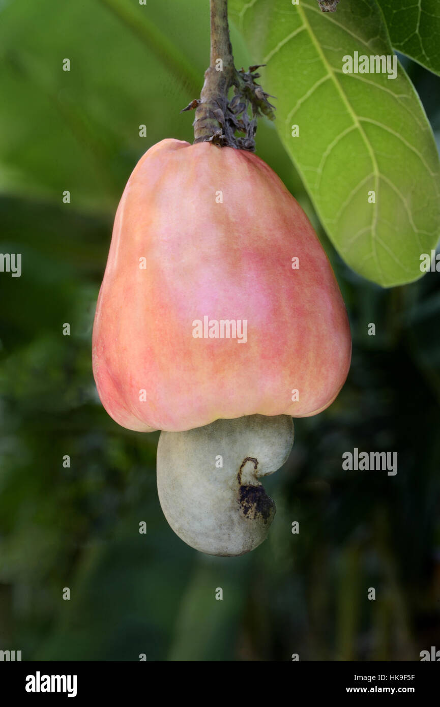 Cashewnut (Anacardium occidentale) closeup of a ripening fruit with
