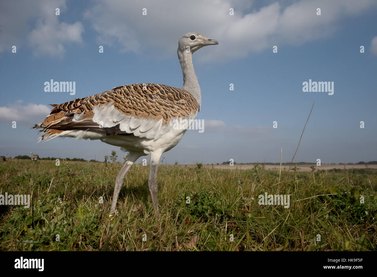 Great bustard, Otis tarda, single bird, Wiltshire, October 2015 Stock Photo