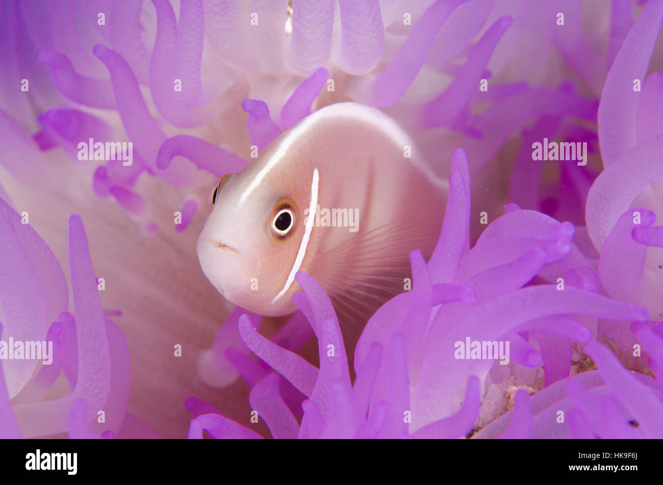 Pink Anemonefish (Amphiprion periderion), in pink Magnificent Sea Anemone (Heteractis magnifica), Laha dive site, Ambon, Molluccas, Banda Sea, Indones Stock Photo