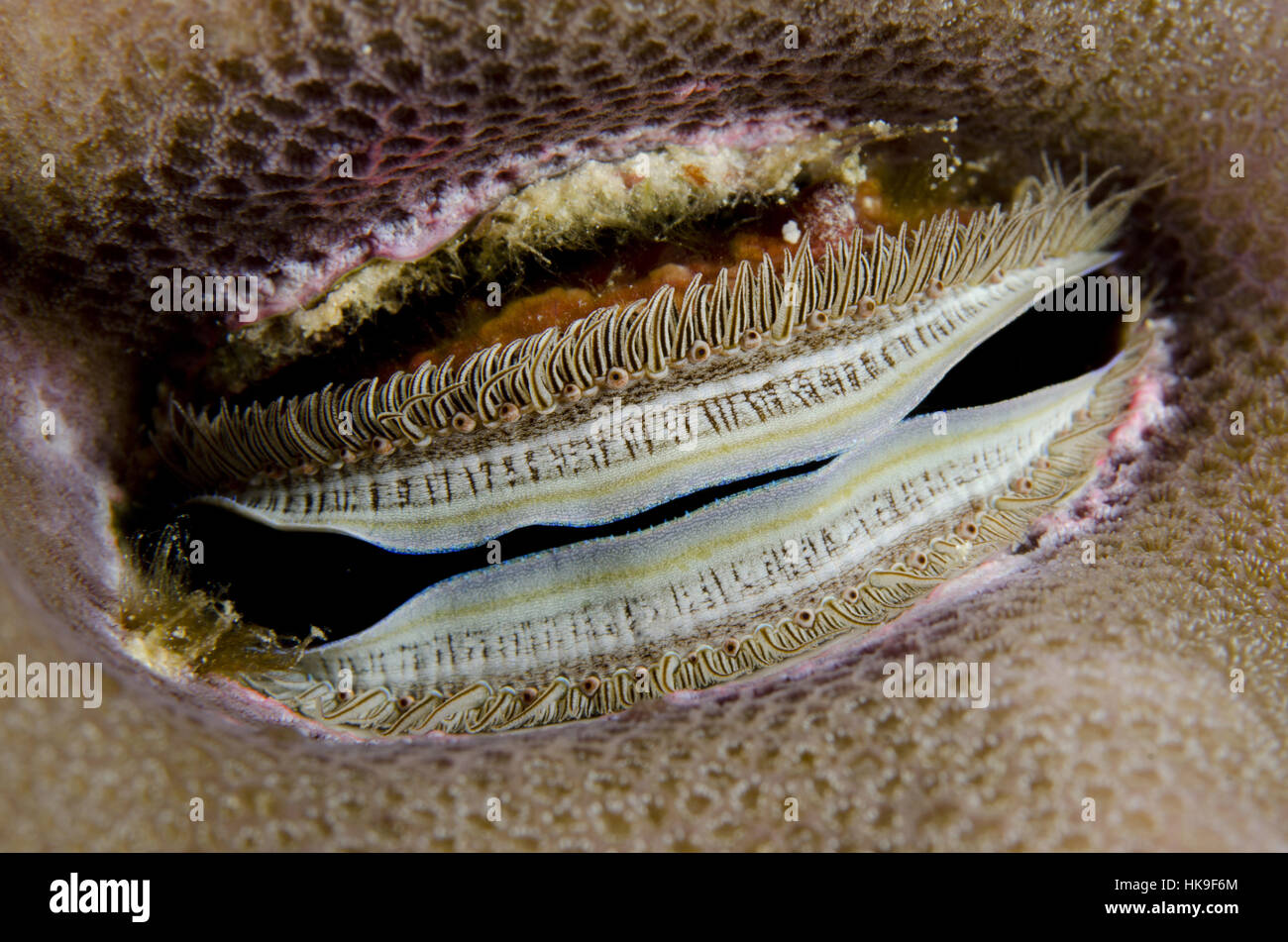 Iridescent Scallop (Pedum spondyloideum), wedged in coral, night dive, Adodo dive site, Forgotten Islands, Maru Island, near Wayangan Island, near Tan Stock Photo
