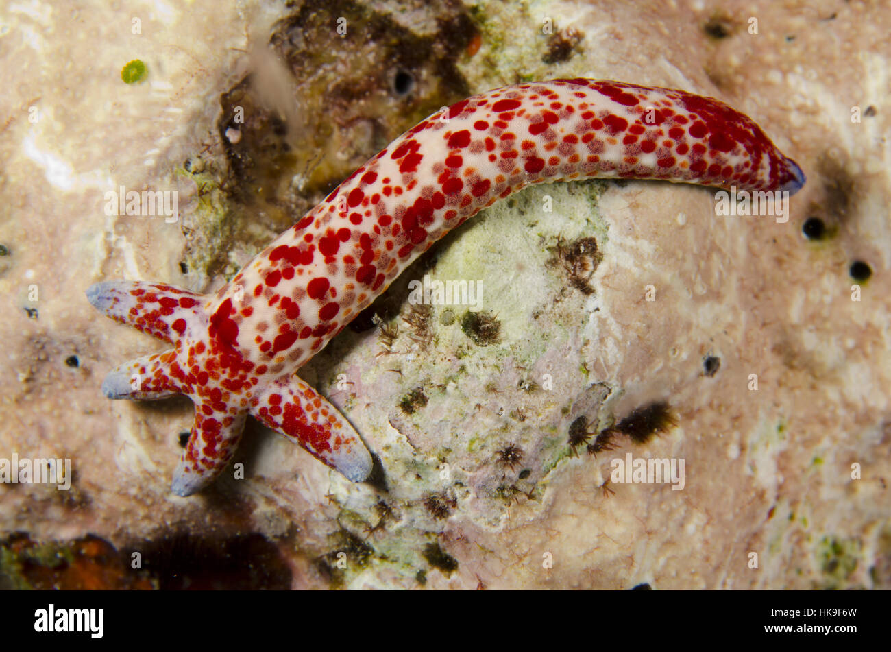 Multipore Sea Star (Linckia multifora), regrowing from single arm, night dive, Adodo dive site, Forgotten Islands, Maru Island, near Wayangan Island, Stock Photo